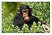 Produktbild Metall Poster Platte Wand-Dekor Blechschild von Monkey Grass Sit Eat 65201 20*30cm