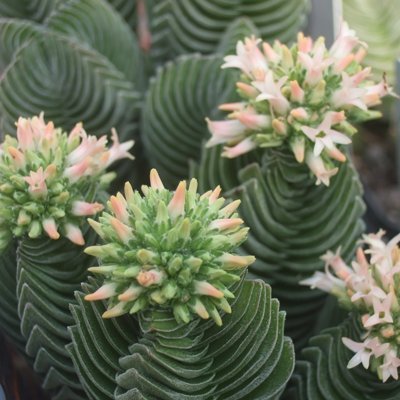 Crassula hybrid Buddhas Temple 5-8 cm - 2 pflanzen!