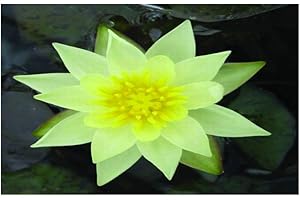 Lincolnshire Pond Plants Ltd Water Lily - Live Water Plant Aquatic Pond Lake Marginal (Loose Root, Dwarf - Pygmaea Helvola)