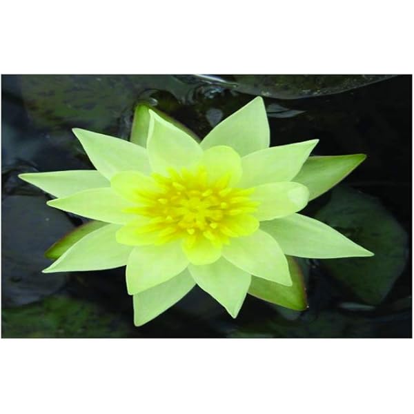 Nymphaea Pygmaea Helvola Dwarf Water Lily Potted Fish Or Wildlife Pond And Bog Aquatic Plants Amazon Co Uk Garden Outdoors