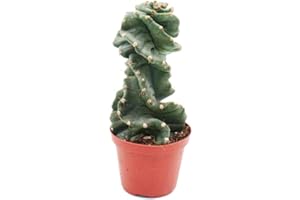 Exotenherz Cereus jamacaru Spiralis, cactus spiralés, dans un pot de 11 cm