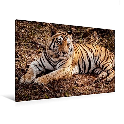 Premium Textil-Leinwand 120 cm x 80 cm quer, Bengal Tiger Kanha National Park | Wandbild, Bild auf Keilrahmen, Fertigbild auf echter Leinwand, ... - Tempel, Tiger und Paläste (CALVENDO Orte)