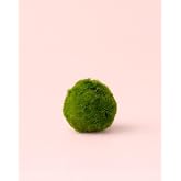 PUR PLANT Marimo Ball Mini | Natural Live Moss Ball for Terrariums and Aquariums | Decorative Aquatic Plant | &Oslash;5 cm