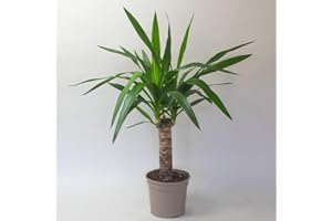 TROPICAL PLANTS UK BRITISH GROWERS Yucca - Real Indoor House Plants | Low Maintenance Floor Plant for Home & Office Decor | Live Yukka Plant for Modern Spaces in 13cm Pot