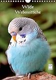 Wilde Wellensittiche (Wandkalender 2019 DIN A4 hoch): Wunderschöner Wellensittichkalender mit atemberaubend schönen und farbenprächtigen Fotografien ... (Monatskalender, 14 Seiten ) (CALVENDO Tiere) by