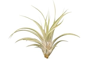 ALLTERRA Tillandsia capitata, ca. 18 cm groß, Tillandsien