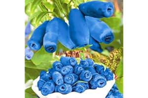 AMAZONSEEEDS 3 X MIRTILLO SIBERIANO LONICERA KAMTSCHATICA PIANTE DI 2 ANNI 30-40 cm