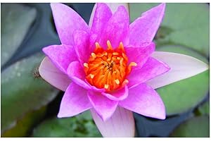 Lincolnshire Pond Plants Ltd Nymphaea Laydekeri Lilacea - Dwarf Water Lily - Potted - Fish or Wildlife Pond and bog Aquatic Plants