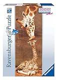 Ravensburger 15115 - Giraffe: The First Kiss - 1000 Teile Panorama Puzzle - 