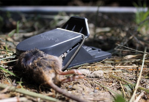 SWISSINNO1 003 223 SuperCat Mausefalle 2 Stück inkl. Naturköder + 6 Ersatzköder - 5