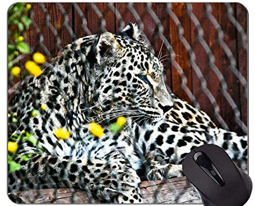 Preisvergleich Produktbild Rutschfeste Gummi-Gaming-Mausunterlage, Leopard Wild Leopard Rutschfeste Gummi-Mausunterlage