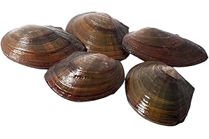 TEICH SCHNECKEN & MUSCHELN Teichmuschel für den Gartenteich + 1 x NH ToxEx Ball - schwebe Algen vernichter/Algenkiller/Biofilter für Teich, Menge:5 STK.