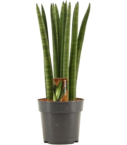 Sansevieria Zeylanica (Bogenhanf) 40 cm - Luftreinigende Zimmerpflanze fr  bessere Raumluft, Pflegeleicht & Robuste Dekorative Pflanze fr Ihr Zuhause  oder Bro : Amazon.de: Garten