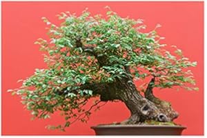 RP Seeds Zelkova serrata (Japanese Grey Bark Elm) - 20 Seeds