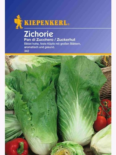 Zichorie Zichoriensalat Pan di Zucchero Zuckerhut
