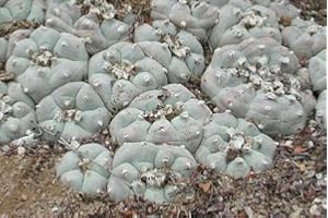 EXOTIC PLANTS Lophophora williamsii v San Antonio - Peyote - 10 Samen