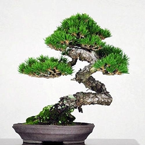 3x BONSAIBAUM SAMEN SET – Züchten Sie ihre eigenen Bonsaibäume – Geschenkset. Bonsaisamen, Pflanztöpfe, Messstäbchen, Anleitung. Japanische Rotkiefer (Pinus Densifora) Amerikanischer Amberbaum (Liquidambar Styraciflua) Rot-Ahorn (Acer Rubrum) - 7