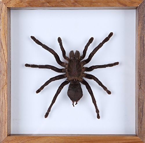 Giant Bird-Eating Tarantula, Haplopelma sp. | Taxidermy, Mounted in See Through Glass Frame with Wall Mount