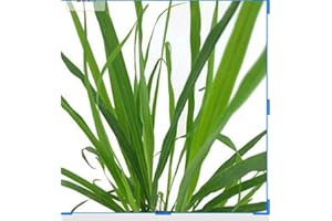 100+ Semillas -Cymbopogon citratus- (limón hierba) By Samenchilishop