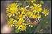 Produktbild 019043 Butterfly On Desert Flora A4 Photo Poster Print 10x8