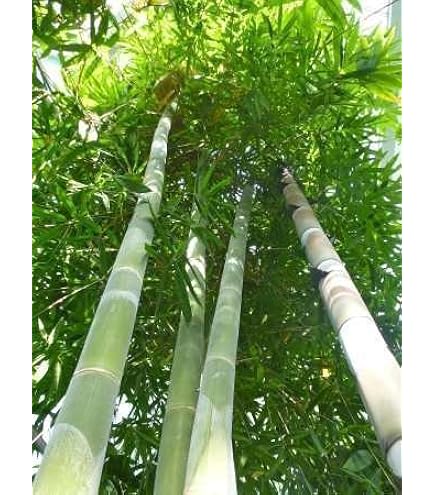 100 Semi Di Bambù Viola - Piante Per Giardino, Cortile O Balcone, Facili Da Coltivare - Foto 6
