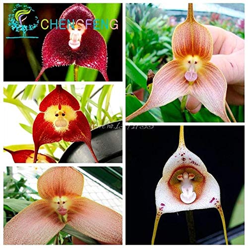 Green Seeds Co. 5 unids/bolsa Mixed Colorful Monkey Face Plantas de orquídeas Crema roja Potted Peru Flower plants Orchis Simia Senior Phalaenopsis Bonsai: Claro