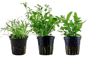 AquaOne Piante per acquario, 3 piante acquatiche, nano, vasche per acquario, piante da stelo, bacopa, arbusto, lillaeopsis, set con 3 nanocristalli