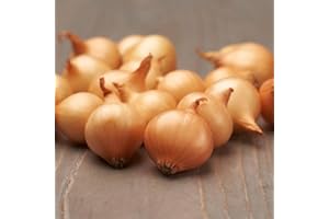 DUTCH BULBS EXCLUSIVE PLANTS FROM HOLLAND Pianta bulbi da orto - 500 gr Cipolla Stuttgarter Riesen - Dolce Piccante - Qualità olandese - 14-21 mm (non semi)