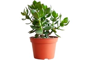 BloomPost Crassula Ovata Hulk - 20-30 cm Indoor Plant - Low Maintenance House Plant - Easy to Grow Home Office Plants - Next Day Free UK Delivery - Pot Not Included