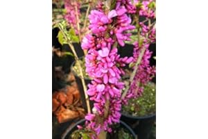 PLANTENWELT WIESMOOR chinesischer Judasblattbaum Cercis sinensis Avondale 80-100 cm hoch im 5 Liter Pflanzcontainer
