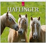 Haflinger 2014: Original Stürtz-Kalender - Mittelformat-Kalender 33 x 31 cm [Spiralbindung] by 