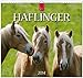 Haflinger 2014: Original Stürtz-Kalender - Mittelformat-Kalender 33 x 31 cm [Spiralbindung] by 