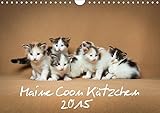 Kätzchen (Wandkalender 2015 DIN A4 quer): Maine Coon Kätzchen (Monatskalender, 14 Seiten) (CALVENDO Tiere) by 