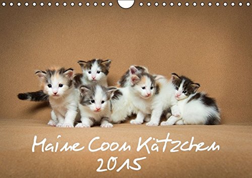 Kätzchen (Wandkalender 2015 DIN A4 quer): Maine Coon Kätzchen (Monatskalender, 14 Seiten) (CALVENDO Tiere)