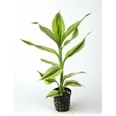 Dracaena Sanderiana White Saksı Canlı Bitki