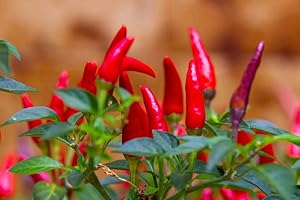 HUA XIAN ZI Semi di peperoncino Tabasco, oltre 1000 semi di cimelio di alta qualità, tassi di germinazione del 90% caldi e pieni di sapore! Un must per il tuo giardino di casa !