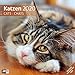 Katzen 2020, Wandkalender / Broschürenkalender im Hochformat (aufgeklappt 30x60 cm) - Geschenk-Kalender mit Monatskalendarium zum Eintragen by