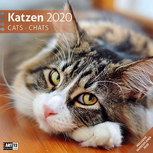 Katzen 2020, Wandkalender / Broschürenkalender im Hochformat (aufgeklappt 30x60 cm) - Geschenk-Kalender mit Monatskalendarium zum Eintragen