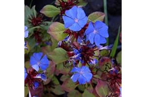 ARBORIX 6 x Ceratostigma Plumbaginoides - Perenni Vaso 9cm x 9cm