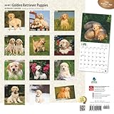 Image de Golden Retriever Puppies 2016 Calendar
