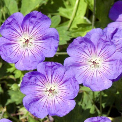 lichtnelke - Storchschnabel ROZANNE (Geranium Hybridum) Tb14