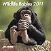 Wildlife Babies 2011 (Square Wall Cal) by 