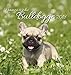 Französische Bulldogge 2018: aufstellbarer Postkartenkalender by