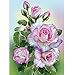 Produktbild Precioul 5d Diamant Malerei Kit Full DIY 5D Diamant Malerei Diamant Painting Kristall Strass Stickerei Kreuzstich Arts Craft für Home Blumen, Vase