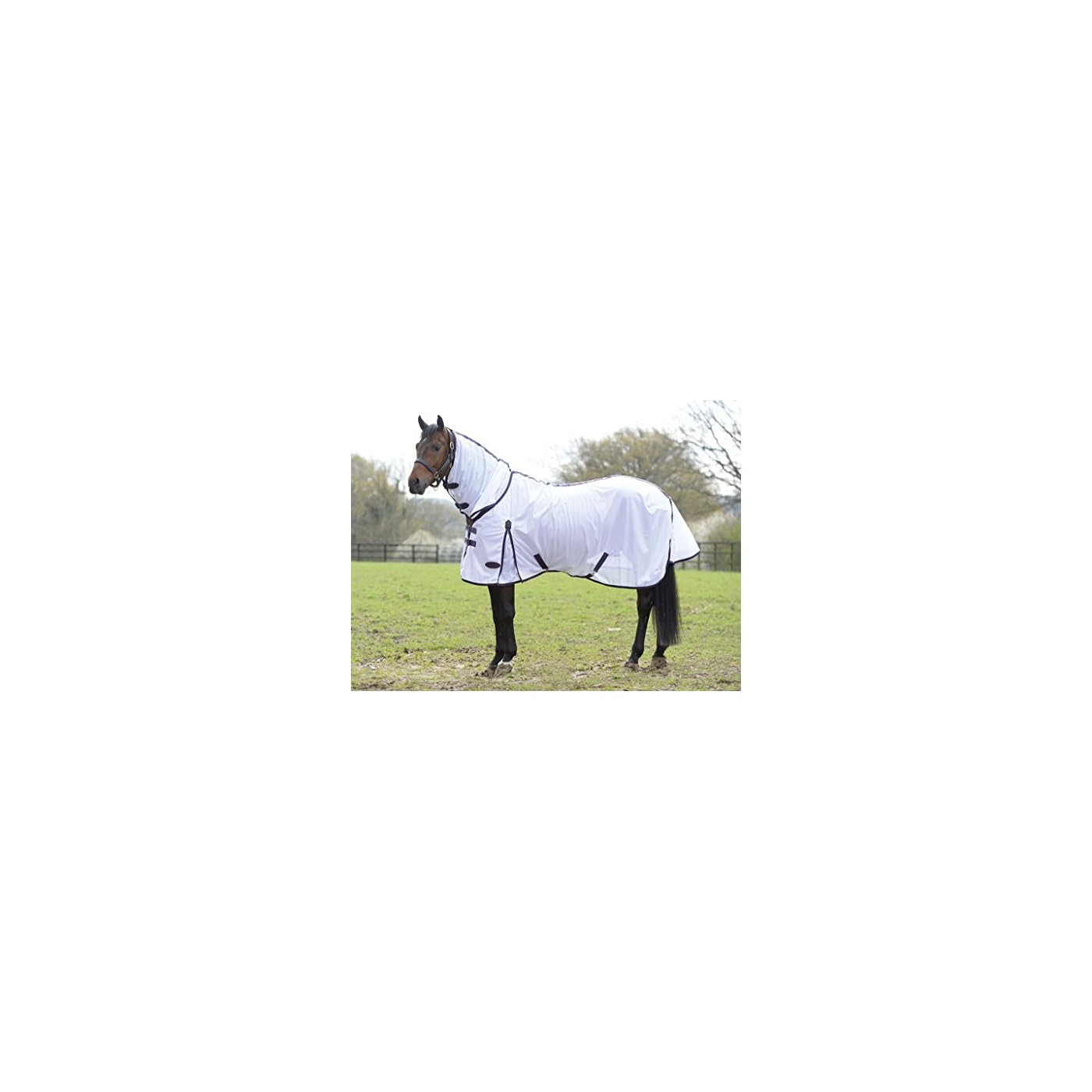 Horse ‘n’ Pony