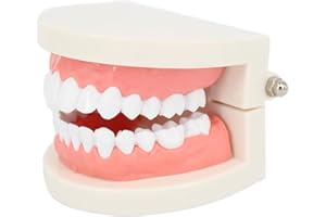 Ultnice Modèle dentaire de démonstration