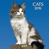 Cats 2016: Broschürenkalender mit Ferienterminen by 