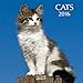 Cats 2016: Broschürenkalender mit Ferienterminen by 