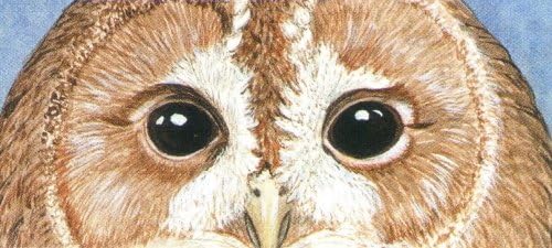 Safety Letter Opener - Owl face