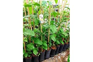 1 belle plante grimpante comestible Maracuja – Passiflore env. 145-160 cm de haut